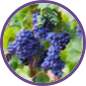 French Grape